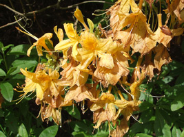 te laat (en te nat) om vandaag nog van de azalea's te genieten